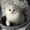 Siberian Kitten - Josie