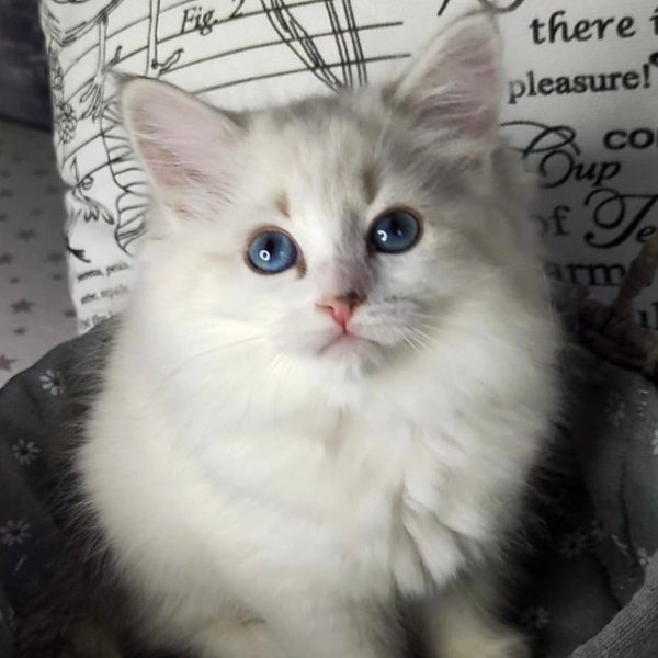 Siberian Kitten Josie 4