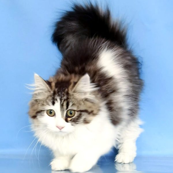 Siberian Kitten - Mischa