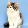 Siberian Kitten - Mischa