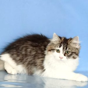 Siberian Kitten Mischa 2