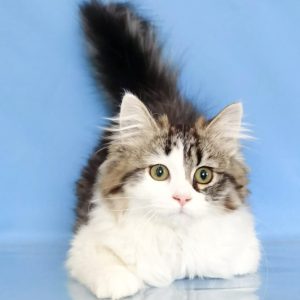 Siberian Kitten Mischa 3