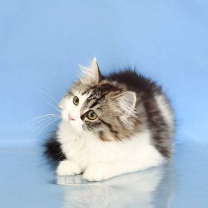 Siberian Kitten Mischa 4