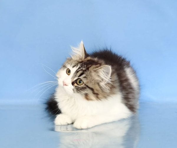 Siberian Kitten Mischa 4