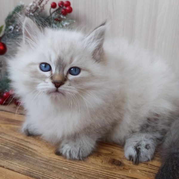 Siberian Kitten Motley 1