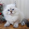 Siberian Kitten - Motley