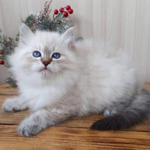 Siberian Kitten Motley 2