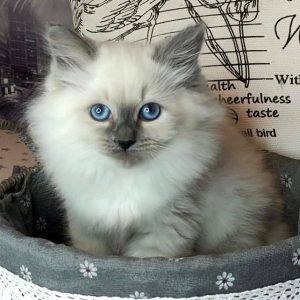 Siberian Kitten - Pancake