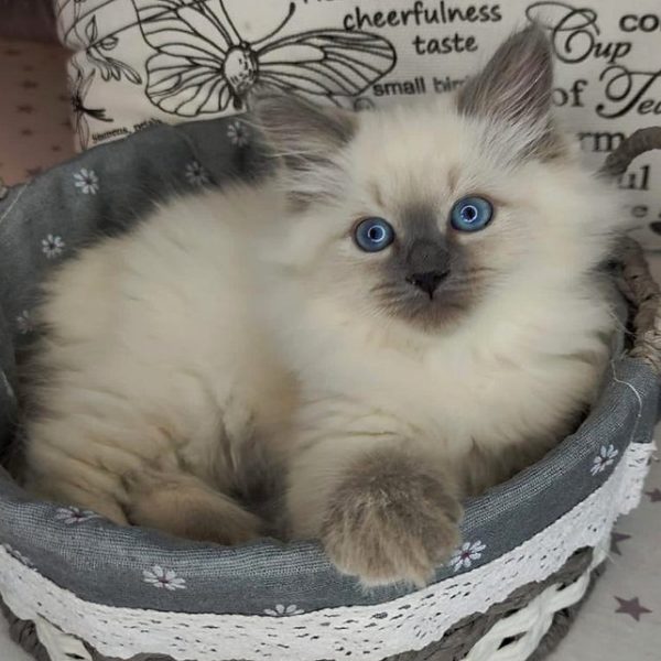 Siberian Kitten - Pancake