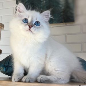 Siberian Kitten - Peaches