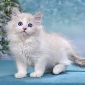 Siberian Kitten Render 2