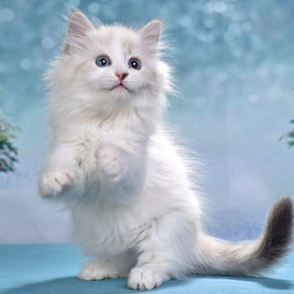 Siberian Kitten Render 3