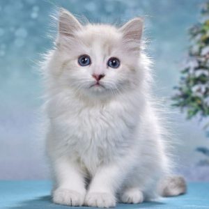 Siberian Kitten - Render