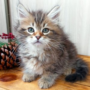 Siberian Kitten - Taylor