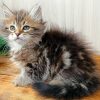 Siberian Kitten - Taylor