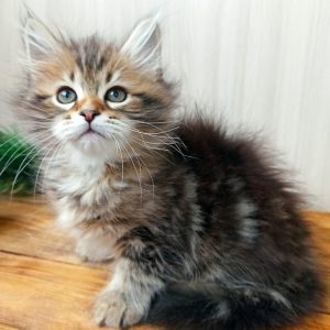 Siberian Kitten Taylor 2