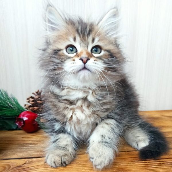 Siberian Kitten Taylor 3