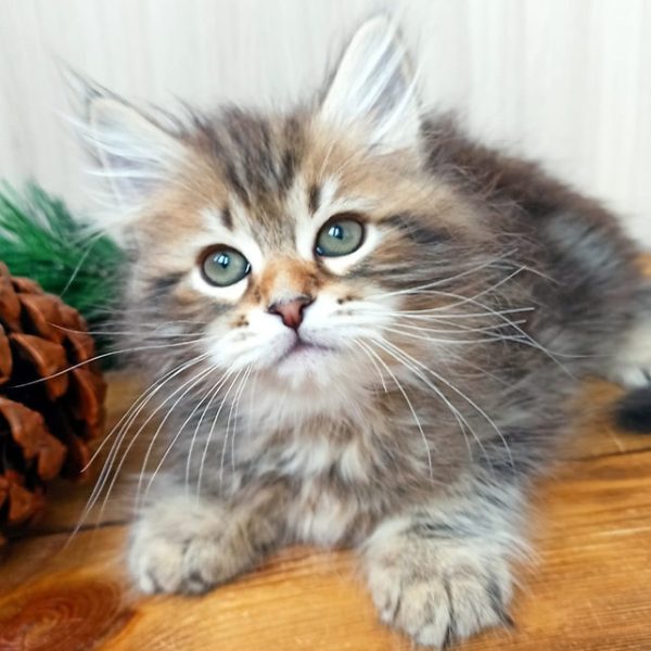 Siberian Kitten Taylor 4