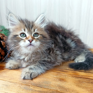 Siberian Kitten Taylor 5