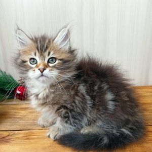 Siberian Kitten Taylor 6