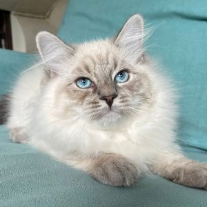 Siberian Kitten - Walnut