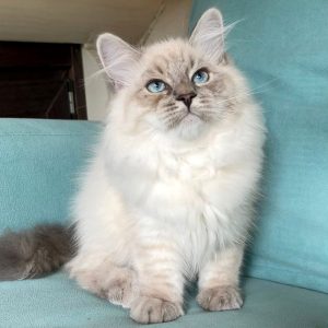 Siberian Kitten - Walnut