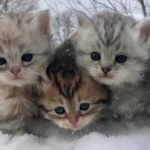 Siberian Kittens