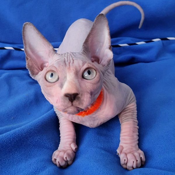 Sphynx Kitten - Bella