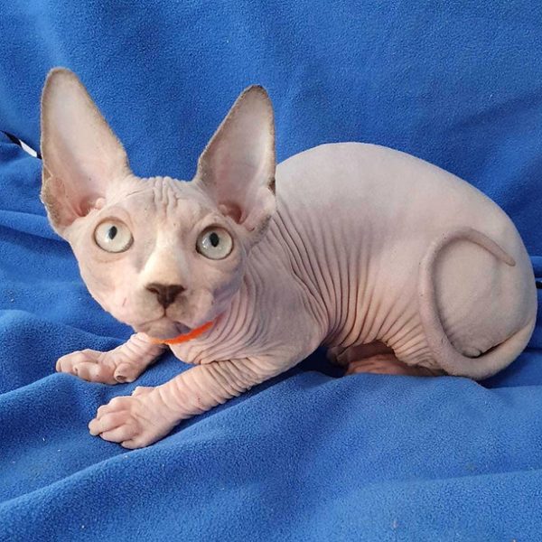 Sphynx Kitten Bella 2