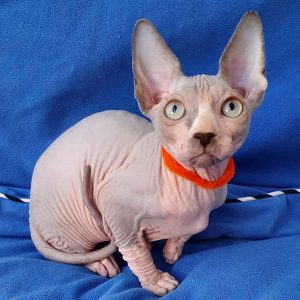 Sphynx Kitten - Bella