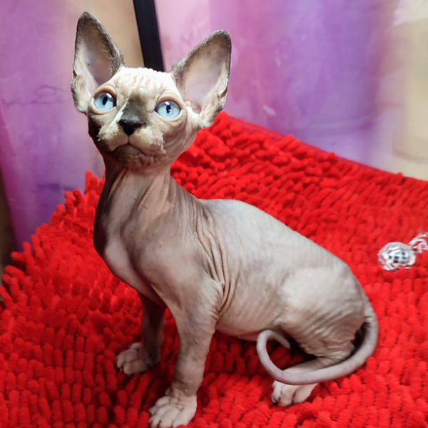 Sphynx Kitten Charlie 1