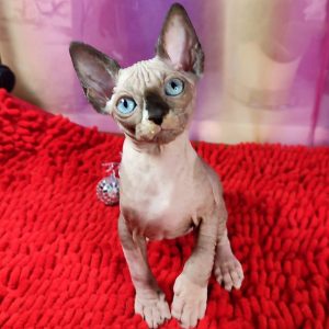 Sphynx Kitten - Charlie