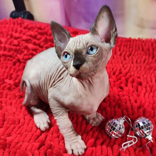 Sphynx Kitten Charlie 3