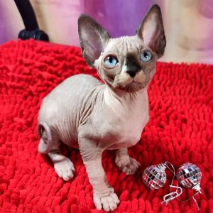 Sphynx Kitten - Charlie