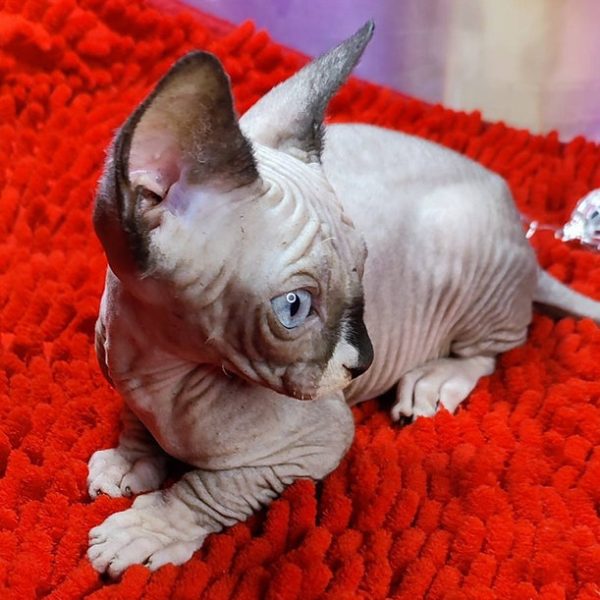 Sphynx Kitten Charlie 4