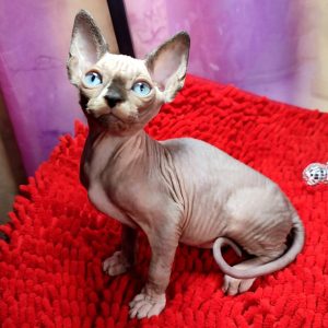 Sphynx Kitten Charlie 5