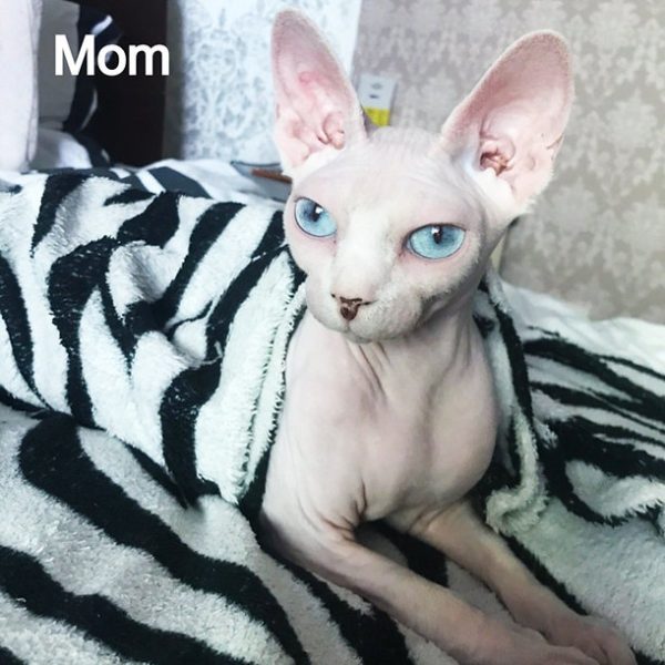 Sphynx Kitten Charlie 6