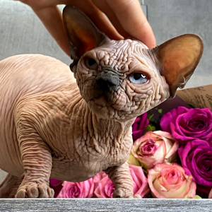 Sphynx Kitten - Chips