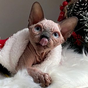 Sphynx Kitten Chips 3