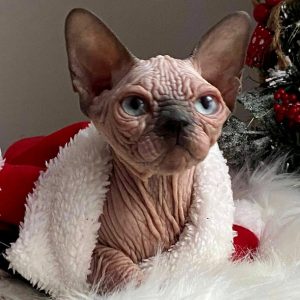 Sphynx Kitten - Chips