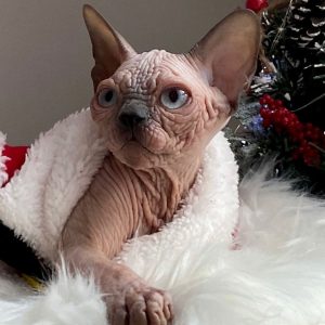 Sphynx Kitten Chips 4