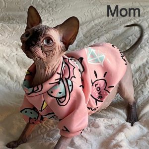 Sphynx Kitten Chips 5