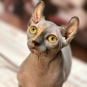 Sphynx Kitten - Chloe