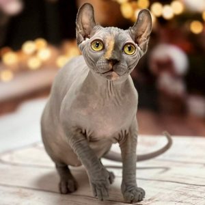 Sphynx Kitten Chloe 2