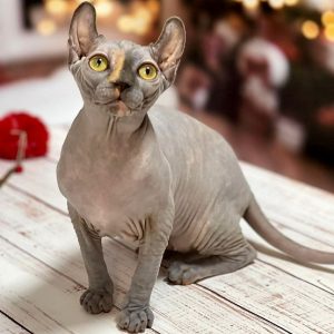 Sphynx Kitten Chloe 3