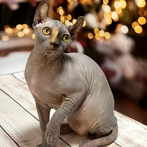 Sphynx Kitten Chloe 4