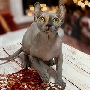 Sphynx Kitten Chloe 5