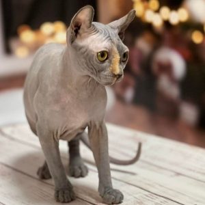 Sphynx Kitten Chloe 6