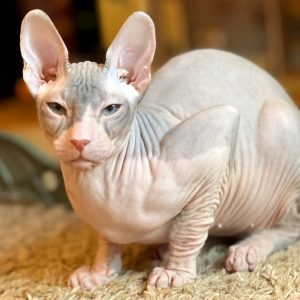 Sphynx Kitten - Loki