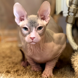 Sphynx Kitten Loki 2